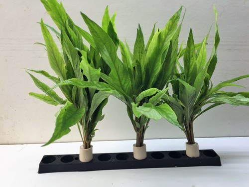 Bund hygrophila salicifolia - 5,