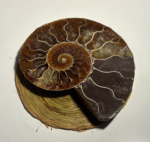 Ammonit tierfossil halbiert - tierfossil, &