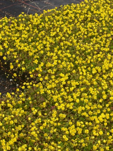 Potentilla neumanniana - ,