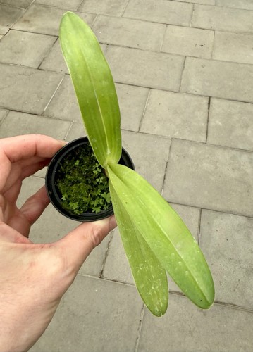 Paphiopedilum michael - paphiopedilum,