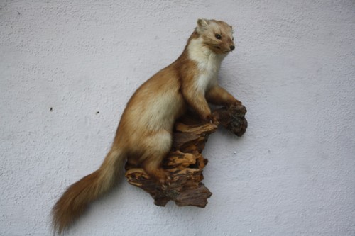 Tierpräparat marder jagd - tierpräparat,