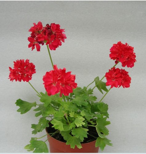 Geranie pelargonie stelar - geranie,,