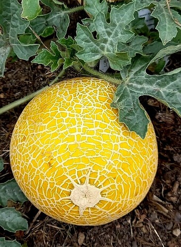 Melone für topf balkon - für,