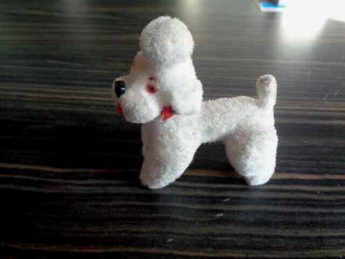 Kleiner pudel tier hund - kleiner,