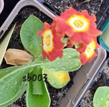 Primula X Aurikula Primula X Pupescens Alpenaurikel Aurikel Primel