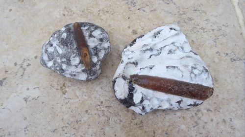 Belemnit gestein fossiles - belemnit,