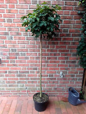 Kugelahorn, Höhe: 250 cm, Sth. 180 cm, Acer Globosum, Ahorn, Kugelbaum + Dünger