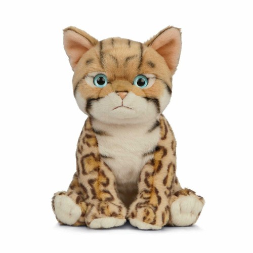 Bengal katze kätzchen - bengal,