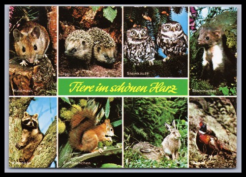 Ansichtskarte tiere - ansichtskarte,