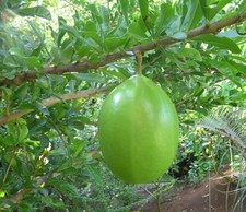 SAMEN Wintergarten Balkon Zimmerpflanze Kübel Topf Saatgut KALEBASSENBAUM