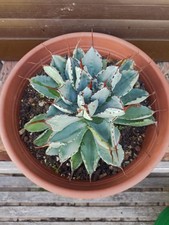 Agave Potatorum Cubic