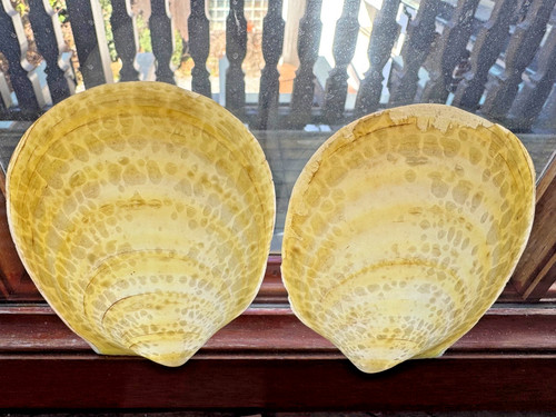 Acesta rathbuni lima - rathbuni, (lima