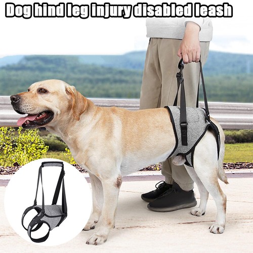 Hunde gehhilfe hinten - gehhilfe,