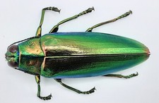 Buprestidae, Chrysochroa