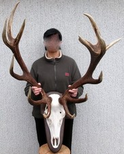 Originales Rothirschgeweih