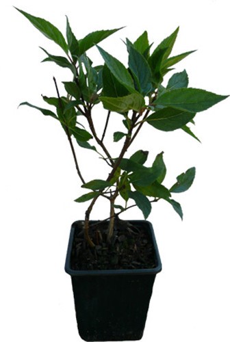 Rispen hortensien pflanzen - 4,