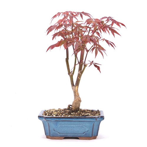 Bonsai fächer ahorn - fächer-ahorn, 'acer