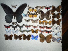 Kleine Schmetterlingssammlung -----------------bitte ansehen ---------------