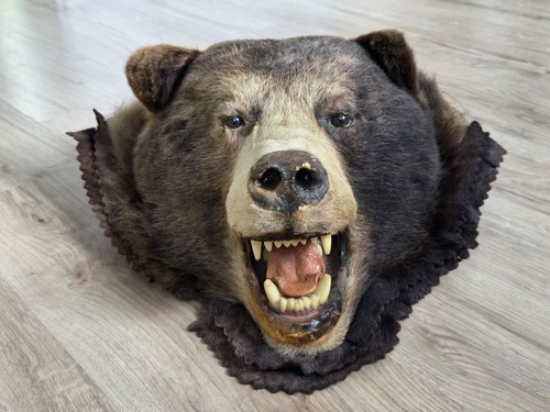 Präparat schwarzbär - präparat,