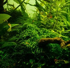 Taxiphyllum alternans "Taiwan