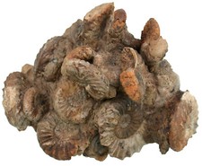 Lias  23 x Pleuroceras