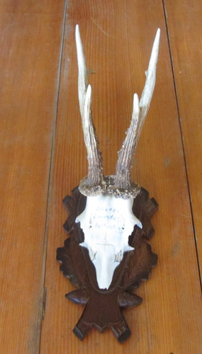 Rehbock auf trophäenschild - auf, 6