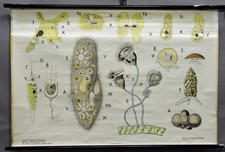 Schulwandkarte Lehrtafel Rollbild Protozoa einzellige Tiere Zellinge Urtiere