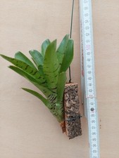 Neoregelia Tigrina
