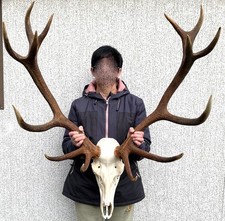 schönes 14 Ender Hirschgeweih