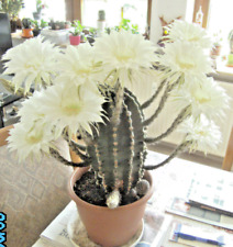 Kaktus Ableger Echinopsis weiße Blüte