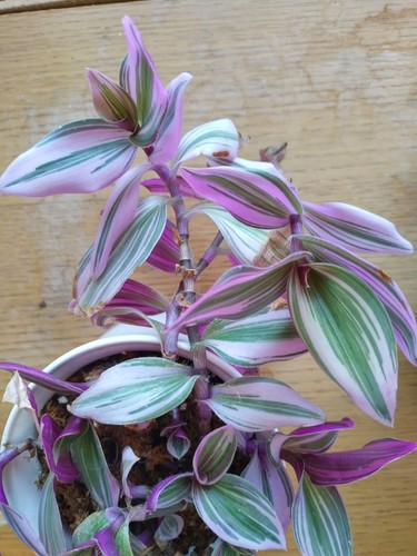 Tradescantia nanouk ableger - tradescantia,