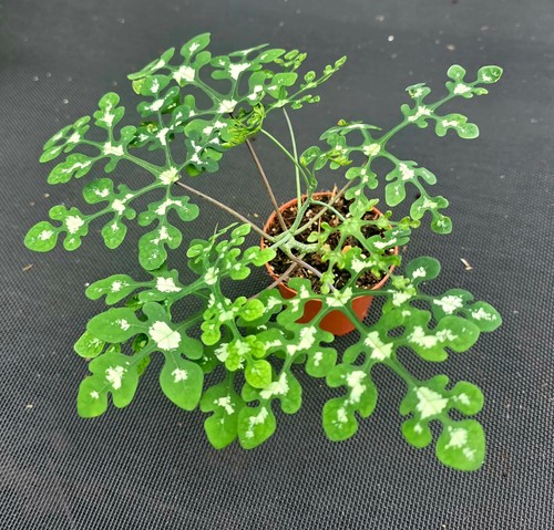 Seltene adenia perrieri - perrieri,