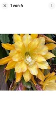 Epiphyllum "Going Bananas "