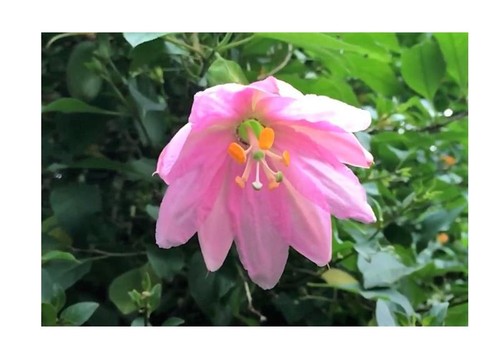 10x passiflora mollissima - 10x,