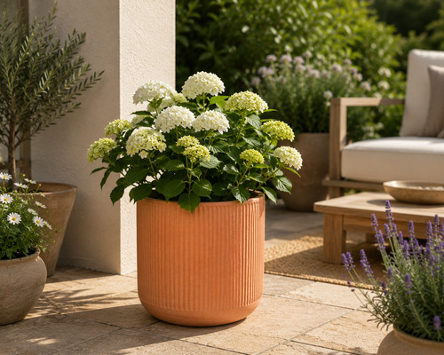 Terracotta blumentopf modern - blumentopf,