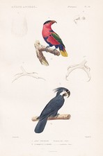 Papagei Lori tricolor bird