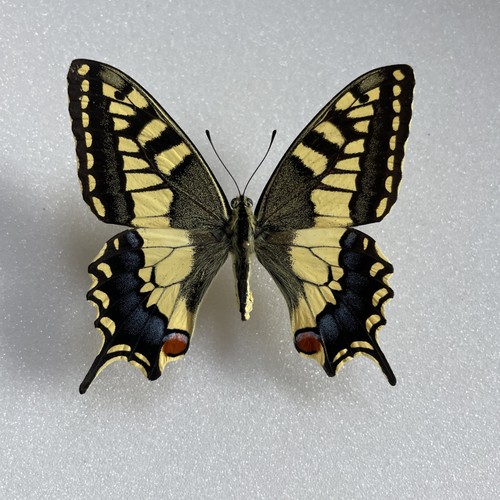 Entomologie*Papilio