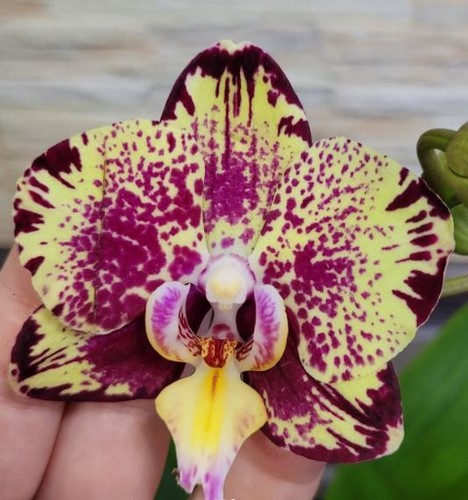 Phalaenopsis sweet spring - sweet, /