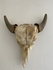 Stierschädel, Schädel Rind