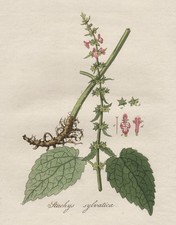 Wald-Ziest hedge woundwort Botanik botany engraving Kupferstich Kops