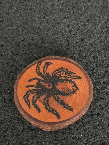 Spinne tarantel - tarantel, ➔