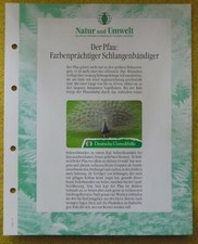 Deutsche Umwelthilfe / Textblatt + Folie / Der Pfau (22-20)