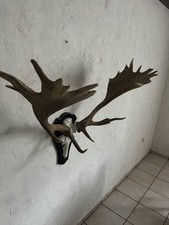 Damhirsch Abwurfstange Geweih