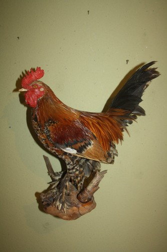 Tierpräparat zwerghahn hahn - tierpräparat,