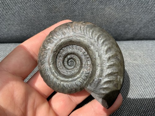 Präparierter hildoceras sp - präparierter,