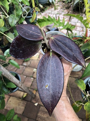 Hoya chaing rai - chaing,