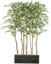 Ficus Benjamina Raumteiler