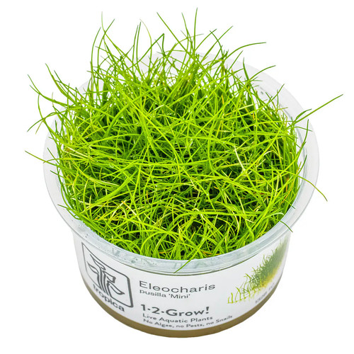 Eleocharis pusilla mini - pusilla,