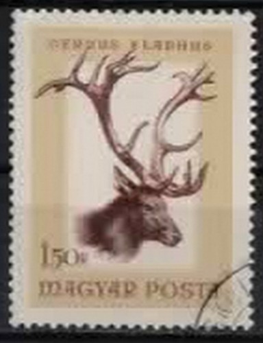 1966 ungarn jagdtrophäen - 1966.,