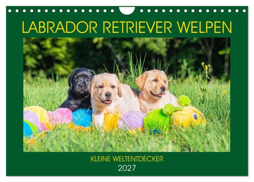 Labrador retriever welpen - retriever,